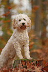 Cockapoo in autumn