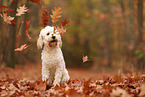 Cockapoo in autumn