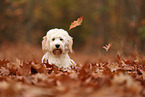 Cockapoo in autumn