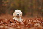Cockapoo in autumn