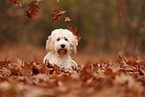 Cockapoo in autumn