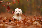 Cockapoo in autumn