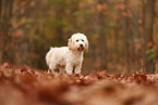 Cockapoo in autumn