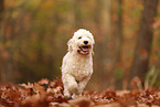 Cockapoo in autumn