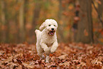 Cockapoo in autumn
