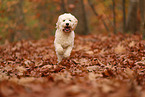 Cockapoo in autumn