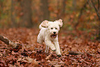 Cockapoo in autumn