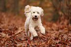 Cockapoo in autumn