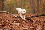 Cockapoo in autumn
