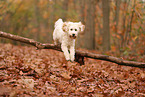 Cockapoo in autumn