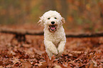 Cockapoo in autumn