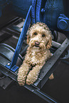 Cockerpoo