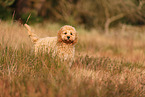 Cockerpoo