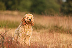 Cockerpoo