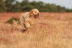 Cockerpoo