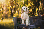 Cockerpoo