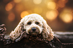 Cockerpoo