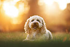 Cockerpoo