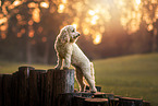 Cockerpoo