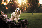 Cockerpoo