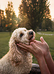 Cockerpoo