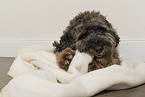 Cockapoo