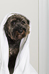 Cockapoo