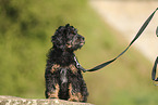 Cockerpoo puppy