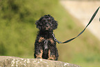 Cockerpoo puppy