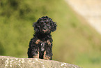 Cockerpoo puppy