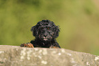 Cockerpoo puppy