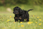 Cockerpoo puppy