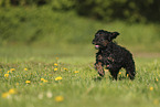 Cockerpoo puppy