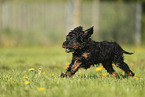 Cockerpoo puppy