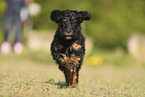 Cockerpoo puppy