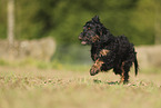 Cockerpoo puppy