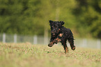 Cockerpoo puppy