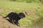 Cockerpoo puppy