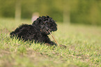Cockerpoo puppy