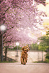 Cockapoo