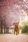 Cockapoo