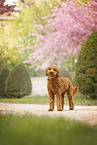 Cockapoo