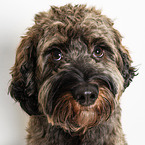 Cockapoo