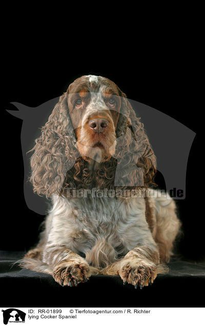 lying Cocker Spaniel / RR-01899