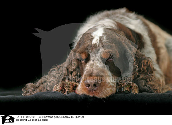 schlafender / sleeping Cocker Spaniel / RR-01910