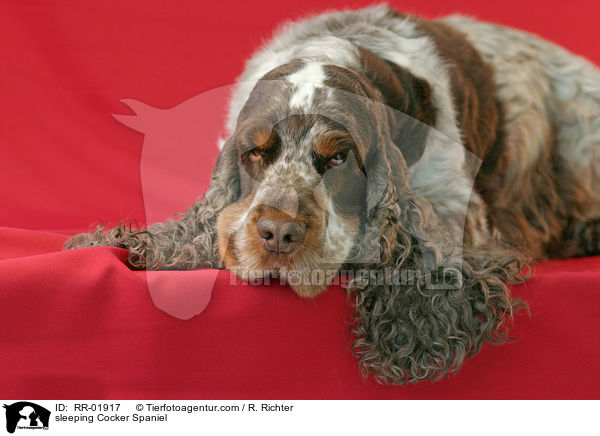 schlafender / sleeping Cocker Spaniel / RR-01917
