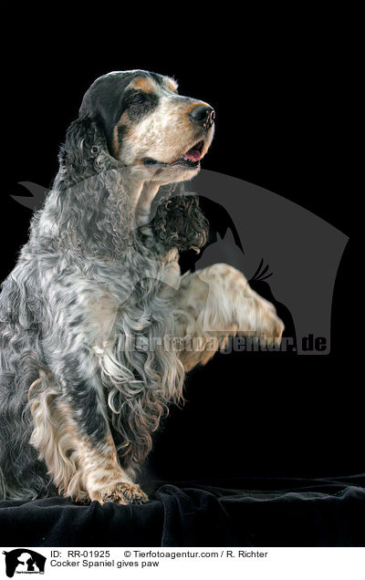 Cocker Spaniel gibt Pftchen / Cocker Spaniel gives paw / RR-01925