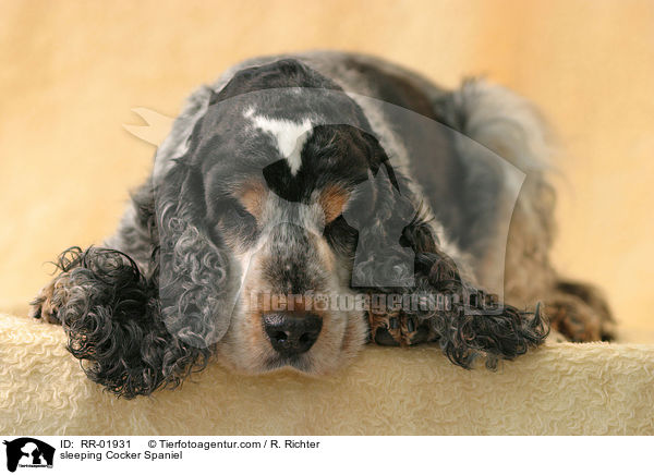 schlafender / sleeping Cocker Spaniel / RR-01931