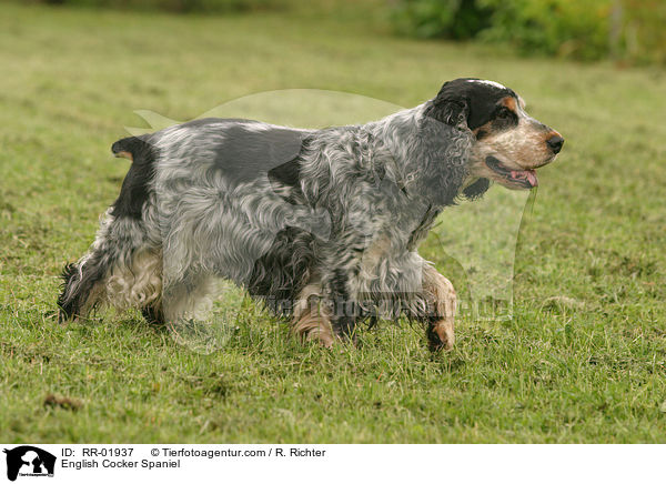 English Cocker Spaniel / RR-01937