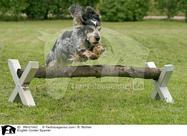 English Cocker Spaniel / English Cocker Spaniel / RR-01942